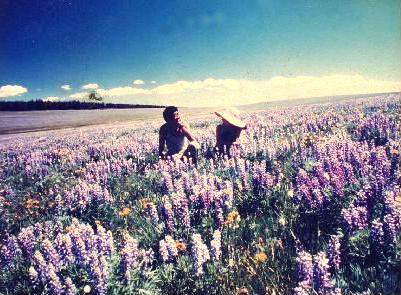 １９８７年年賀アメリカ・コロラド州ルピナスの花畑